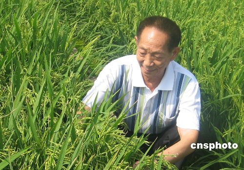 袁隆平与杂交水稻(图片来自网络)