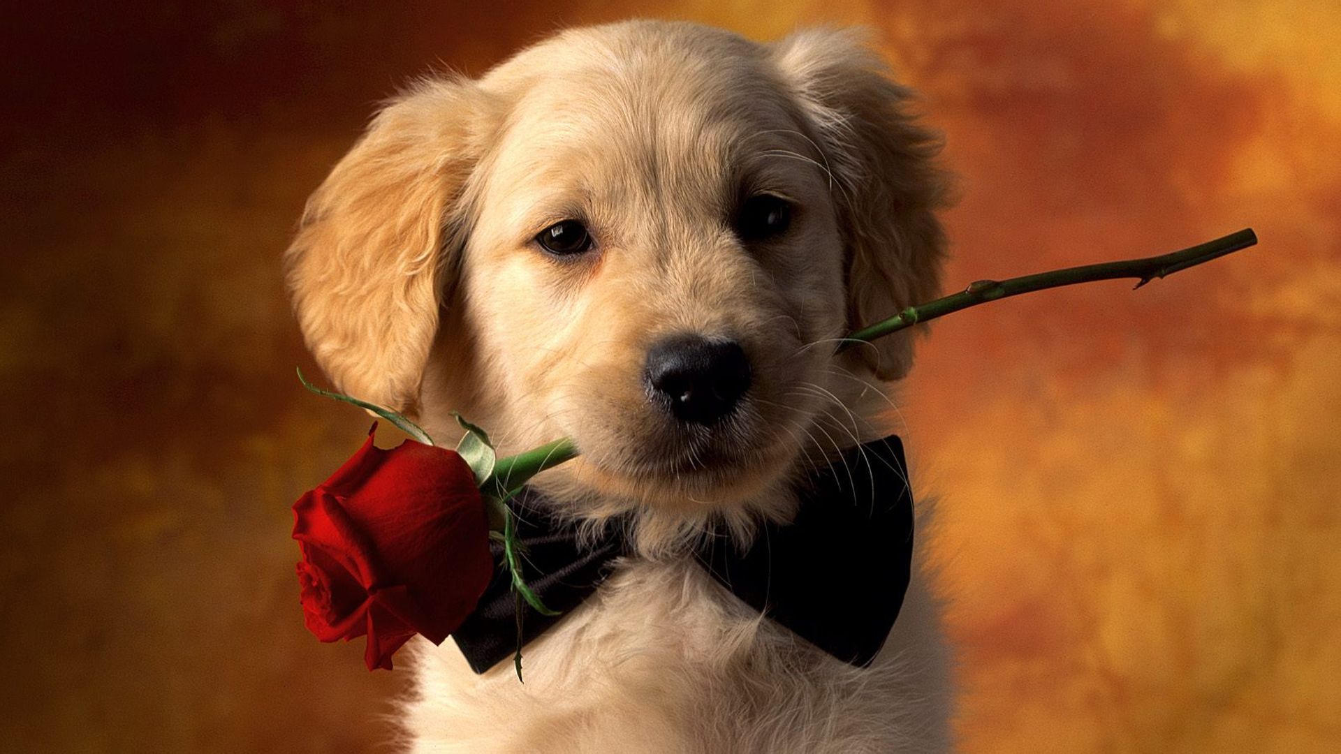 职场攻略 | 如何从Ui设计转行到产品经理? | 人人