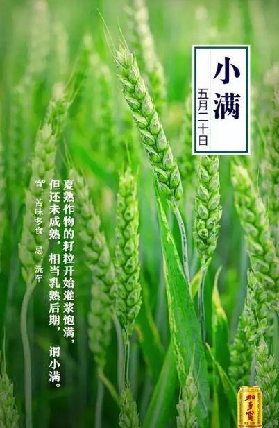要看吗?这没人关注的小满借势文案&海报分享我做好了