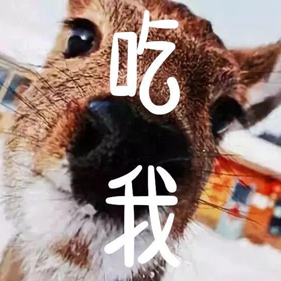 【冰雪梦幻B线8日】哈尔滨-亚布力/万科双滑雪-徒步林海雪原-雪乡-镜泊湖冬捕-长白山温泉-魔界-雾凇岛-查干湖冬捕 【冰雪梦幻B线8日】哈尔滨-亚布力/万科双滑雪-徒步林海雪原-雪乡-镜泊湖冬捕-长白山温泉-魔界-雾凇岛-查干湖冬捕