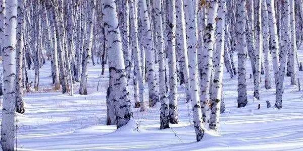 【北方雪原】2019呼伦贝尔冬季落地自驾大穿越 【北方雪原】2019呼伦贝尔冬季落地自驾大穿越