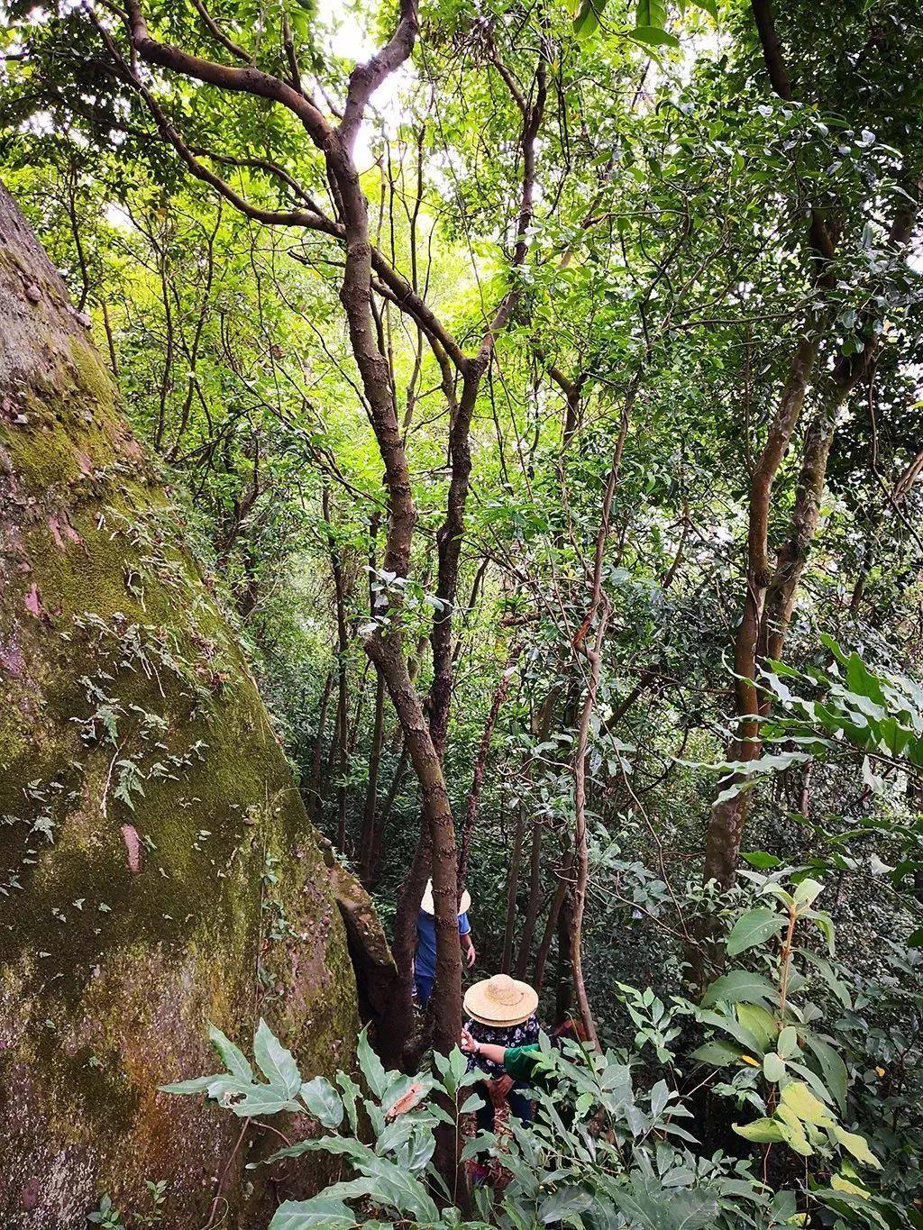 【深圳户外】穿越惠州马鞍山,铁索攀登、穿过岩洞、一线天、大环线!(2019.10.13 ) 【深圳户外】穿越惠州马鞍山,铁索攀登、穿过岩洞、一线天、大环线!(2019.10.13 )