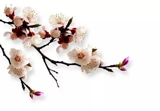 【深圳户外】2020天路花开A线 | 丹巴金川色达德格然乌来古冰川林芝桃花精品游 11 日 【深圳户外】2020天路花开A线 | 丹巴金川色达德格然乌来古冰川林芝桃花精品游 11 日
