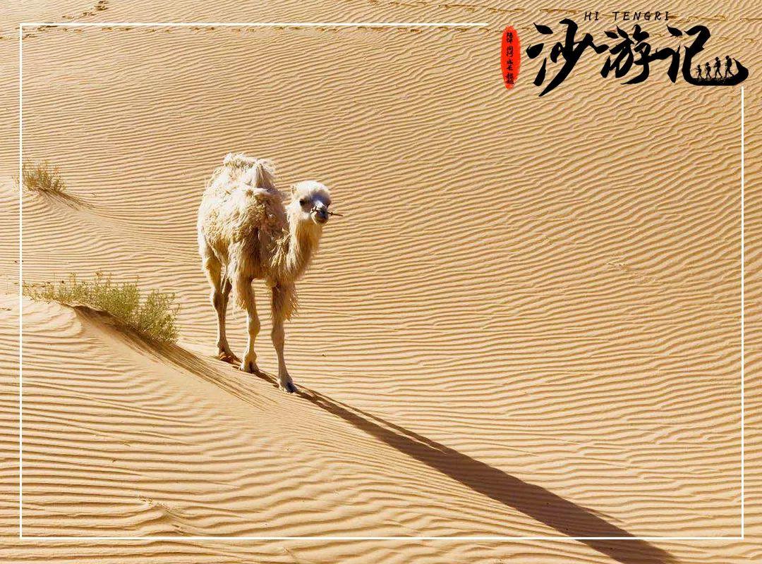 【深圳户外】2020年暑期沙漠轻徒步5天4晚研学之旅 【深圳户外】2020年暑期沙漠轻徒步5天4晚研学之旅