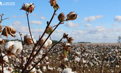 棉花行业的效率问题，如何伴随产业互联网得到提高？