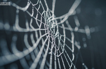 别被骗了！复盘公众号广告文字链骗局