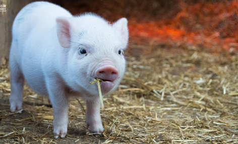 巨头竞相跨界入场，互联网风口能把猪吹多高？