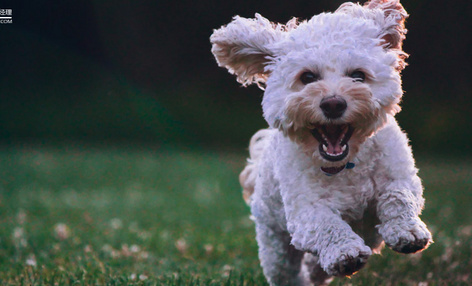 深度解码宠物经济：吸猫撸狗背后，正在崛起的千亿级生意