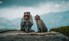 環球音樂送四只猿猴出道，它們的音樂你聽嗎？