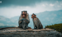 环球音乐送四只猿猴出道，它们的音乐你听吗？