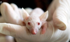 經典騰訊面試題：小白鼠試毒問題
