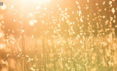 scroll和tabs关联，想让tabBar的标签可以划出屏幕，除了自定义tab以外还有其他办法吗？