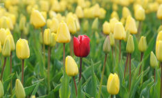 为何「春日限定」出不了爆款？