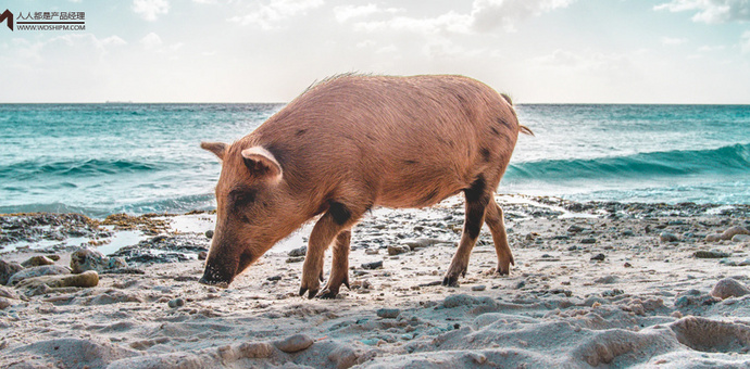 机器人，去养猪场摔猪