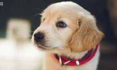 1年多卖了2千万：宠物私域的好复购靠这4个洞察