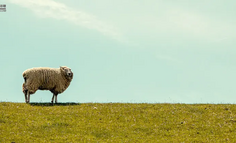 一声“嘎嘣脆”，一部零食经济学