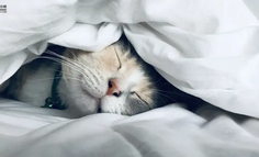 AI改变了一切，除了猫咪