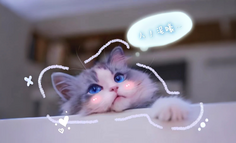 第一批玩AI的猫主子来了，摸头都有新花样，和猫聊天还不重样