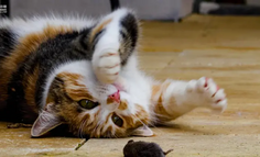 “蘿卜紙巾貓”是一個巨大的隱喻