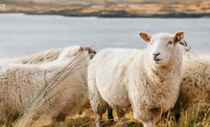 豆瓣被羊毛薅穿，因为不够贪婪