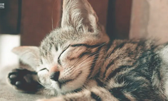 猫猫互扇耳光的AI短剧，为什么能让全球疯狂？