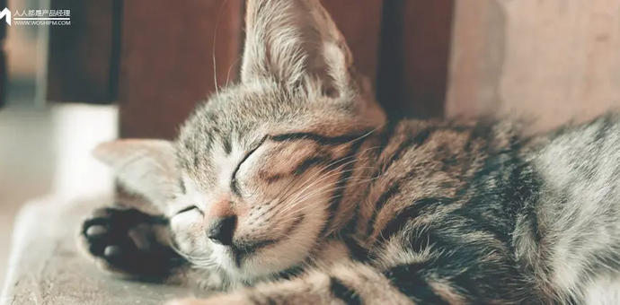 猫猫互扇耳光的AI短剧，为什么能让全球疯狂？