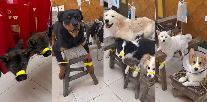 几块钱给猫狗看病爆火，“兽医界华佗”狂揽500万粉丝