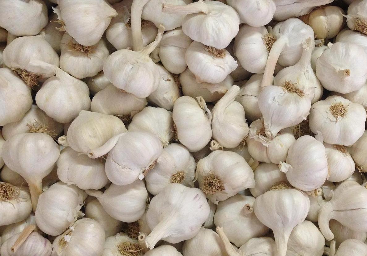 white-garlic-45