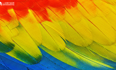 甲方竟敢说你的配色丑！我来教你怼回去（二）