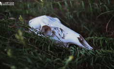 一个叫小北的产品经理决定去“死”