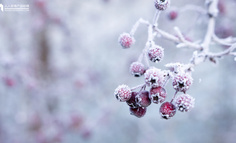 冬天是什么味道的？20组文案告诉你