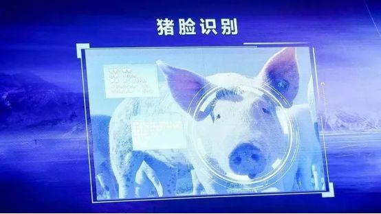 阿里、京东、网易都做的养猪是不是一门好生意？ | 数说商业