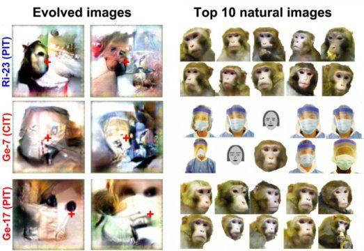 用图像控制猴子大脑，哈佛大学是如何用算法“造梦”的？