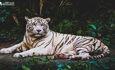 有些广告表面上卖货，实际上是动物世界