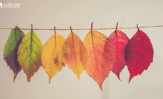 秋分创意文案海报分析 | 你的海报文案打几分？