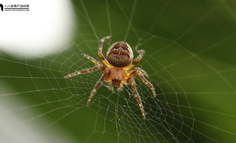 警惕！社群运营的12个陷阱