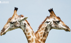 品牌和IP其实是一对好基友