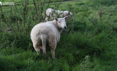 互联网2020：免费越来越少，羊毛越来越难薅