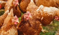 从老乡鸡“200 块发布会”，看黏性创意的 6 个法则