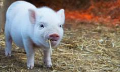 巨头竞相跨界入场，互联网风口能把猪吹多高？