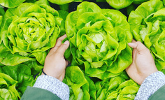 经验教训：农产品质量追溯发挥真正价值的四大难点