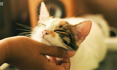 复盘总结：这半年的线上宠物医疗尝试