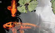 我在快手当锦鲤，十个月涨粉1000万