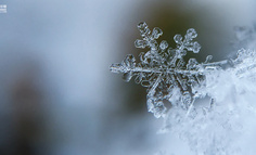 抢不到冰墩墩的年轻人，盯上了冬奥雪花NFT