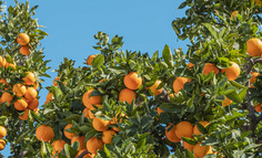 连卖水果都开始卷了！破圈走红，流量密码竟是制服诱惑、肌肉榨汁……