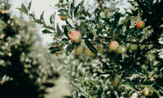 关于“薅羊毛”那些事儿——百度果园长线活动设计思考