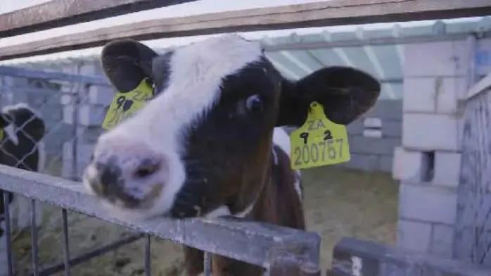 蒙牛智慧牧场：最新鲜的牛奶来源于“数字牛”