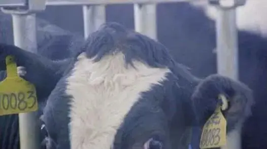 蒙牛智慧牧场：最新鲜的牛奶来源于“数字牛”