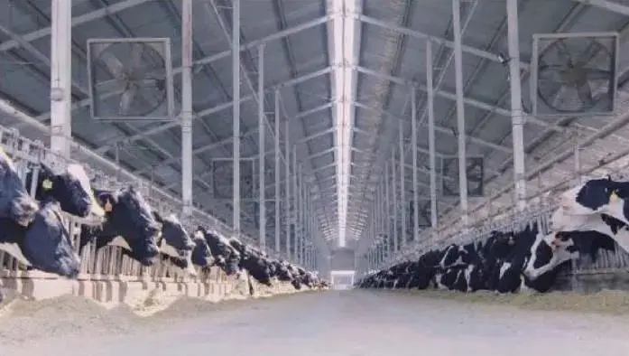 蒙牛智慧牧场：最新鲜的牛奶来源于“数字牛”