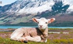 火到被骂街？「羊了个羊」背后的人性陷阱